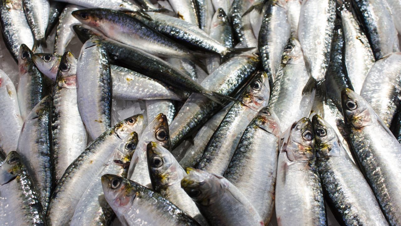 Start Fish Farming In Monsoon 2026 Rajasthan 40 Percent Subsidy