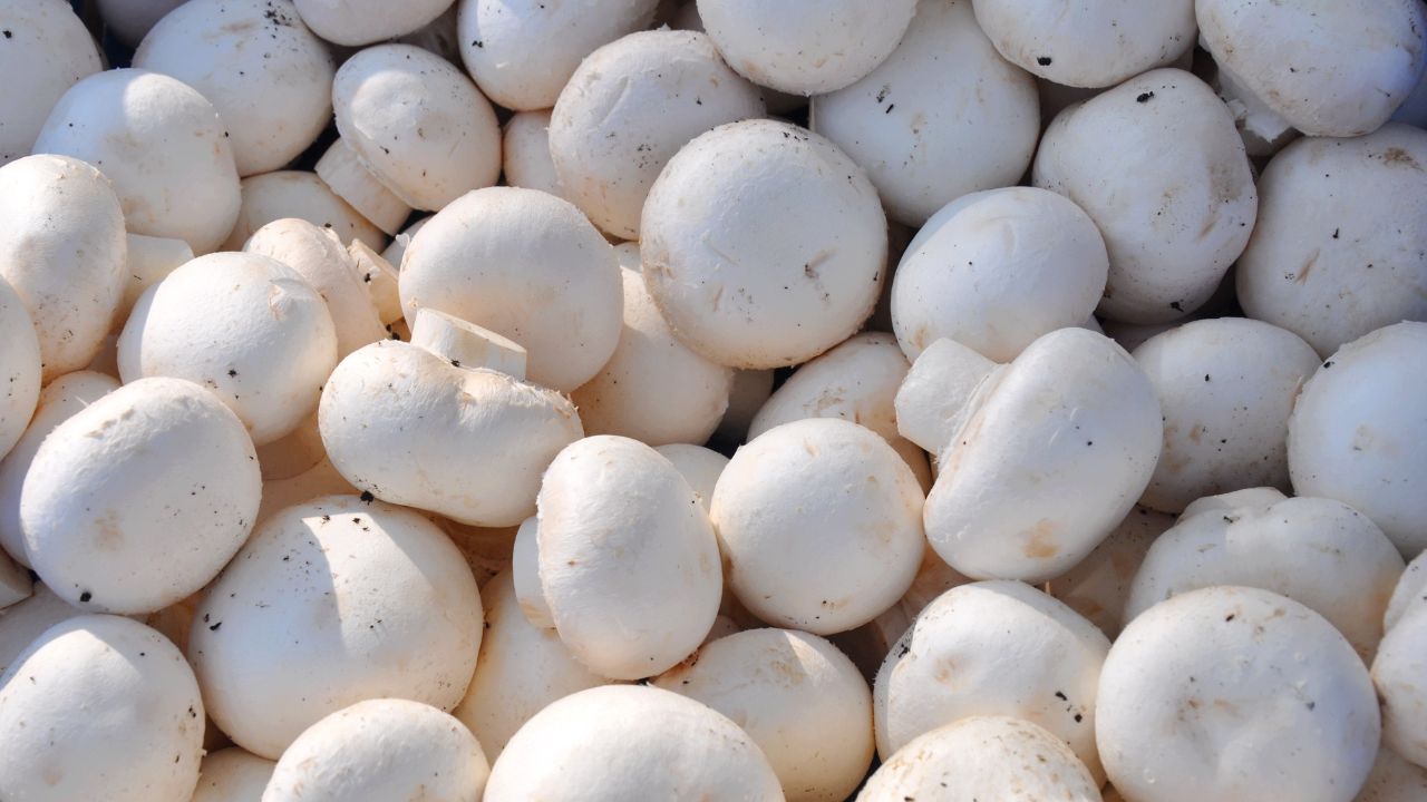 Milky Mushroom Farming In Rainy Season High Yield At 25 To 35 Degree Temperature