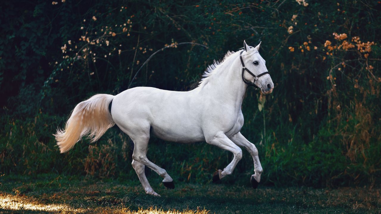 Rajasthan Nukra Horse Scientific Recognition Breed Registration Bikaner