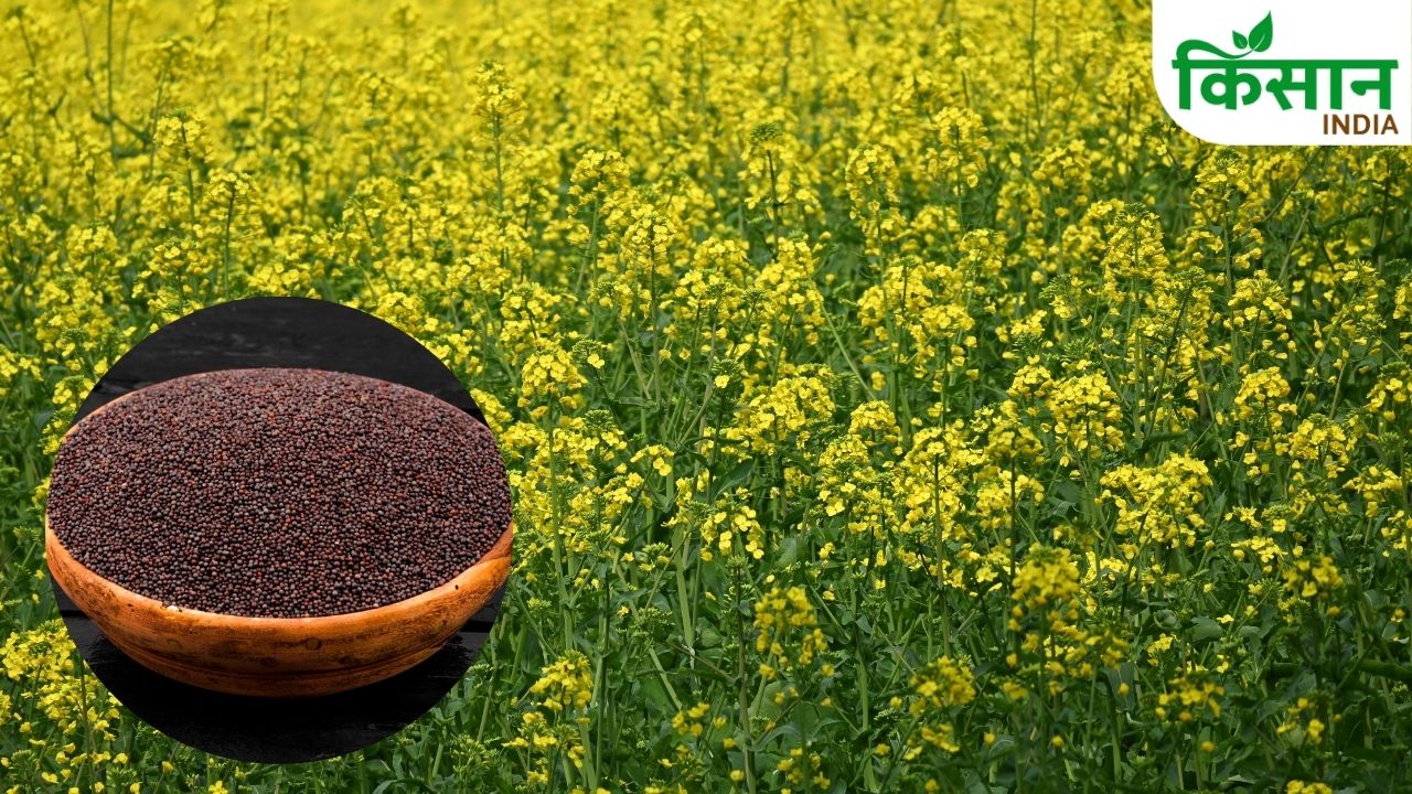 Rajasthan Mustard Price 10 Year High Farmers Sell Or Wait