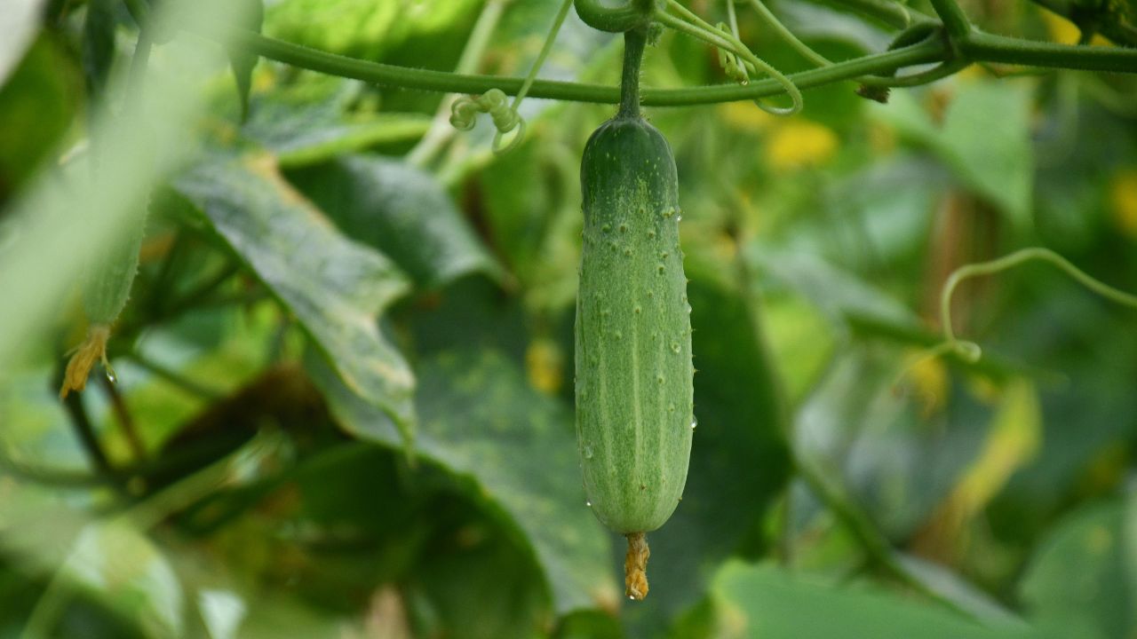 Monsoon Cucumber Farming Tips By Agriculture Expert For High Profit