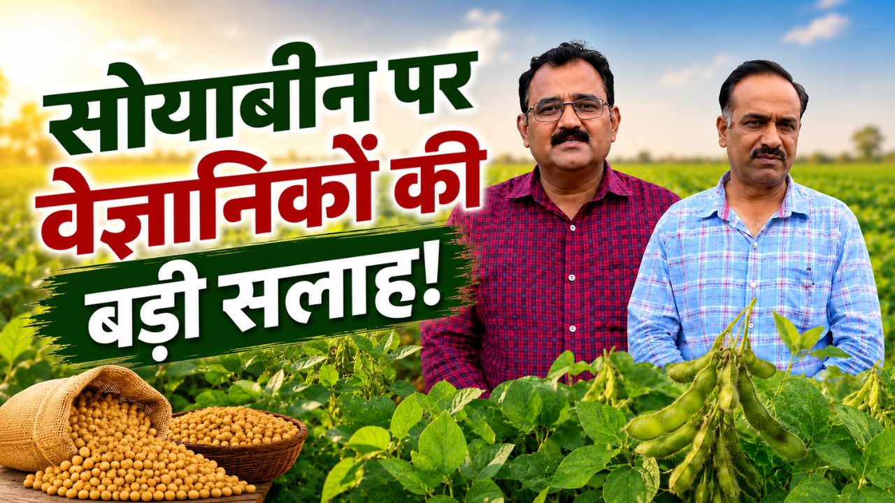 Soybean Bumper Income Formula 5 Agriculture Scientist Tips To Increase Yield