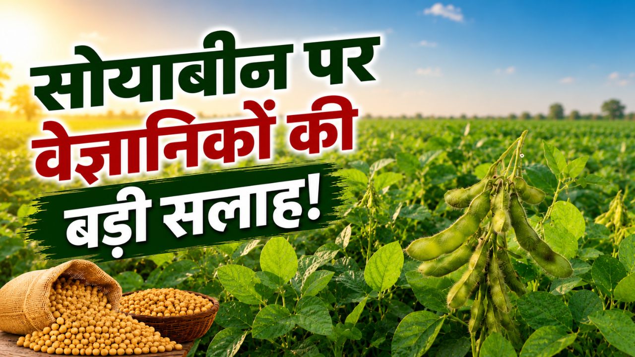 Soybean Bumper Income Formula 5 Agriculture Scientist Tips To Increase Yield