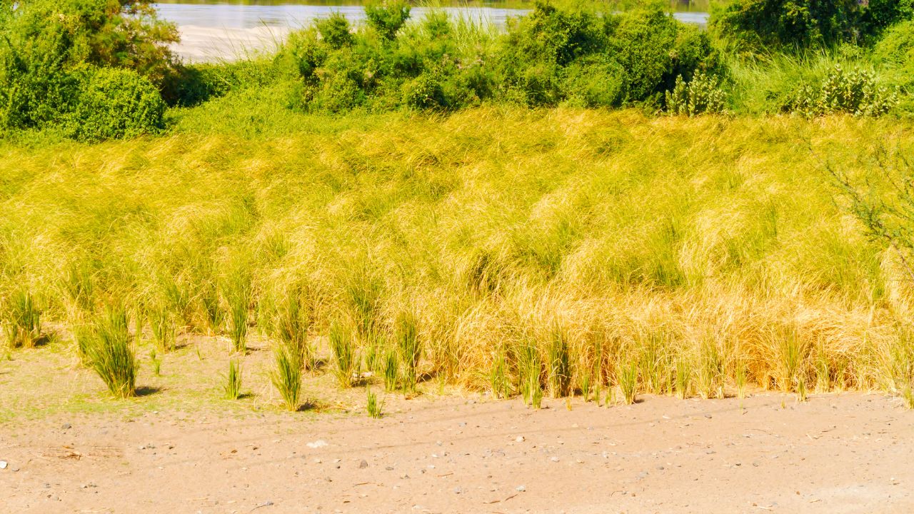 Sudan Grass Farming Tips Increase Milk Production With Multiple Fodder Harvests