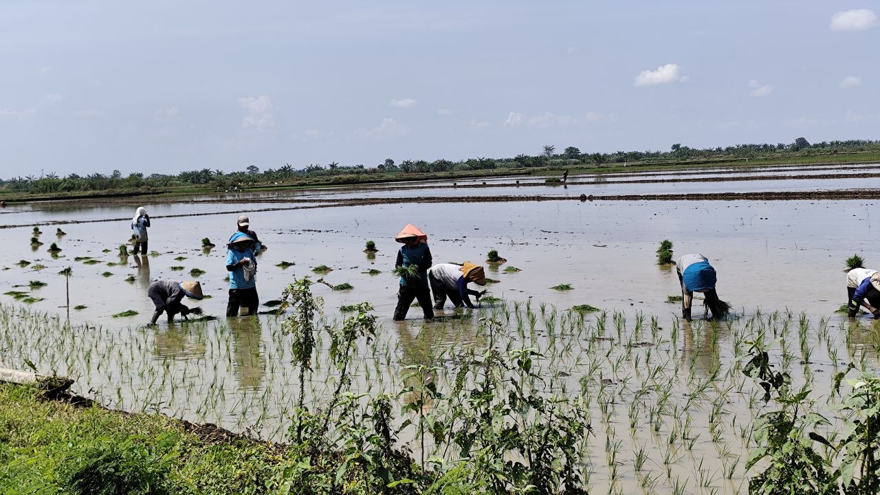 Paddy Farmers Fertilizer Dose Tips Increase Yield Reduce Farming Cost