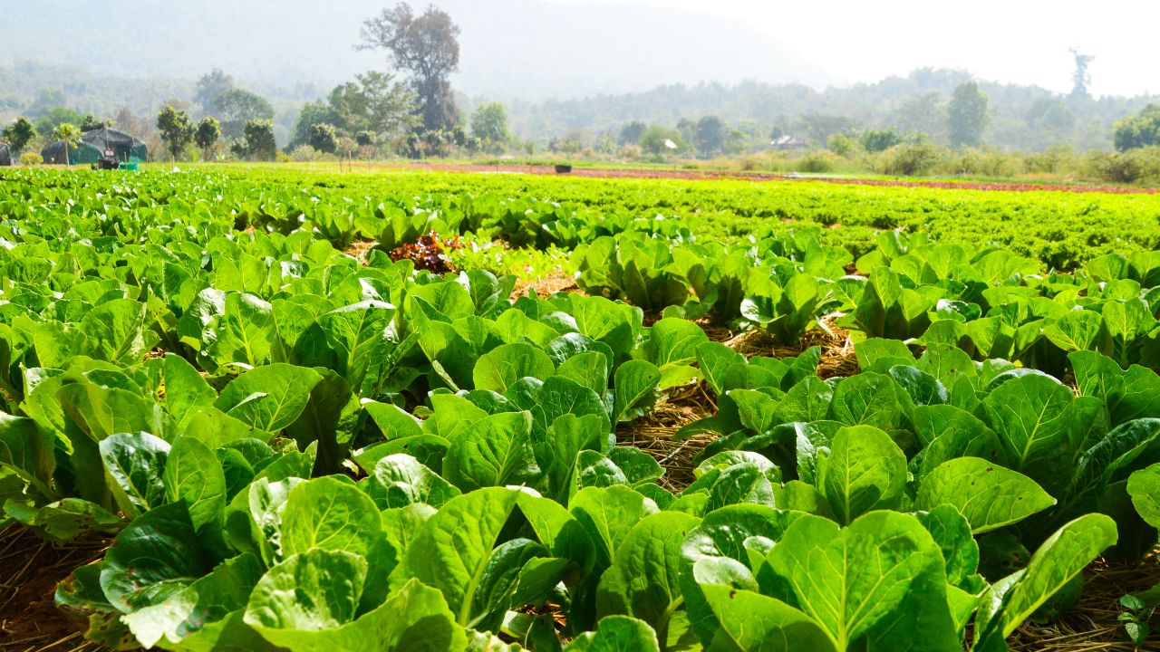 Farmers Agriculture Expert Tips July Vegetable Farming Low Cost High Profit