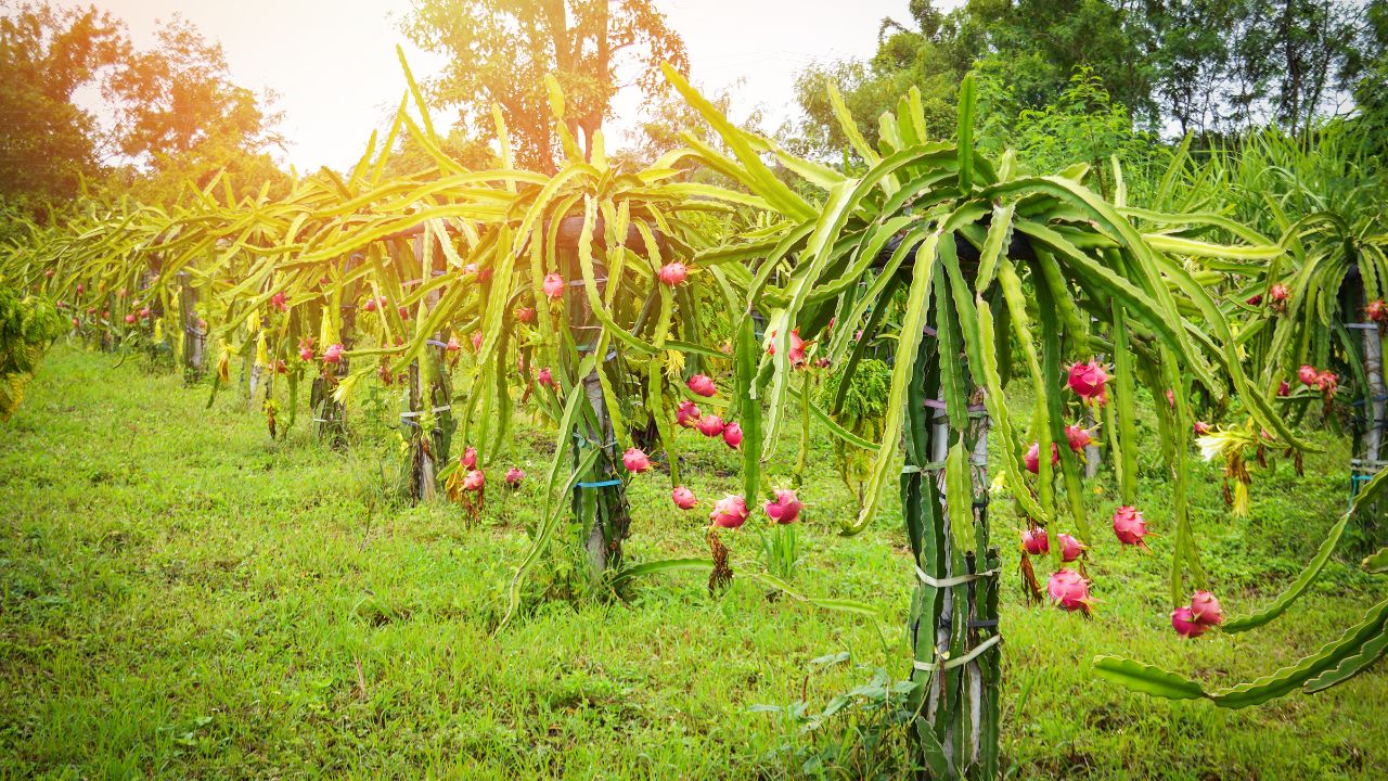 Dragon Fruit Farming Government 40 Percent Subsidy For Farmers High Income