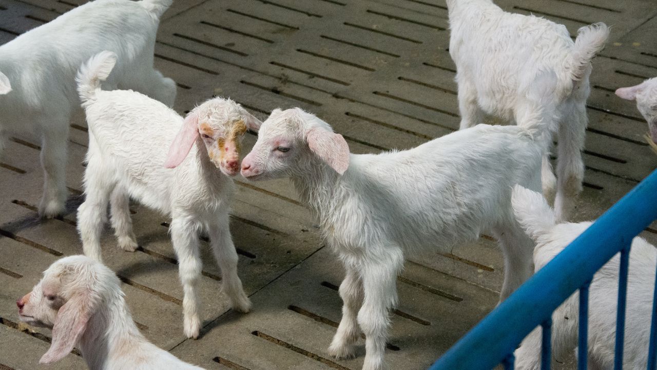 5 Goat Farming Mistakes That Can Cause Animal Disease And Heavy Loss