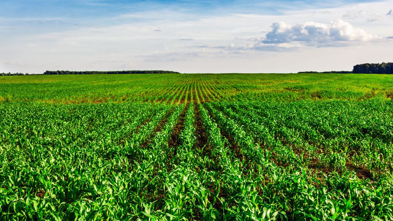 Crop Loss Tension Free Get Insurance Support During Natural Disasters For Farmers