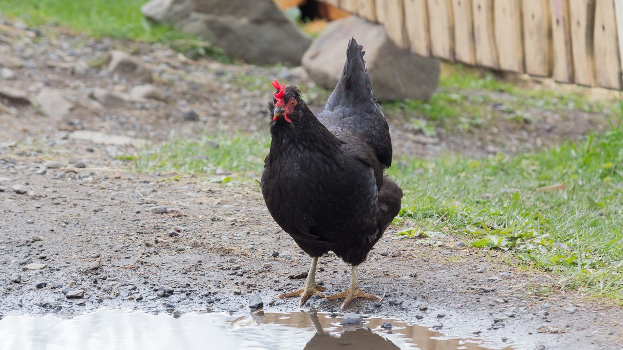Black Australorp Chicken Farming 400 Rs Per Kg Meat 300 Eggs Per Year
