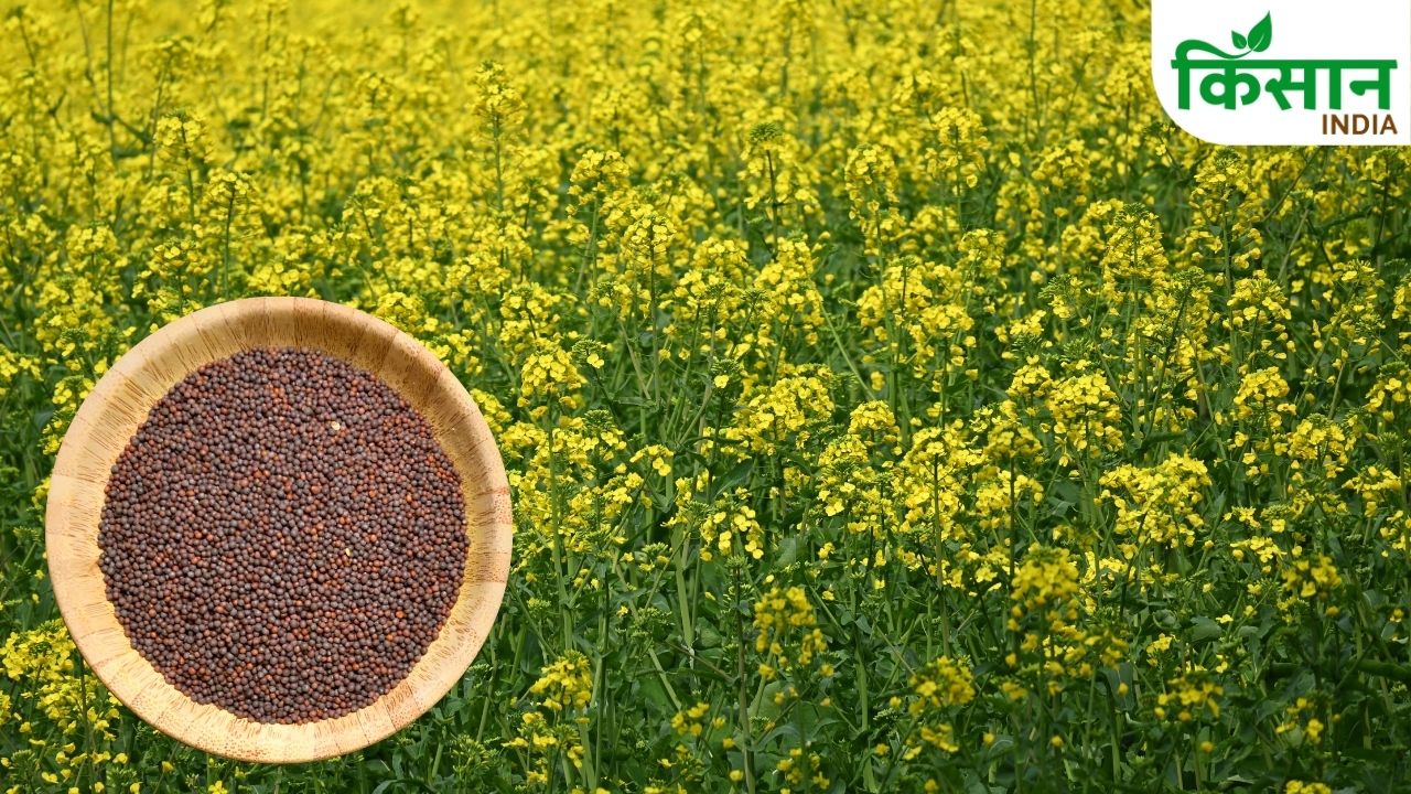 Rajasthan Mustard Price 10 Year High Farmers Sell Or Wait