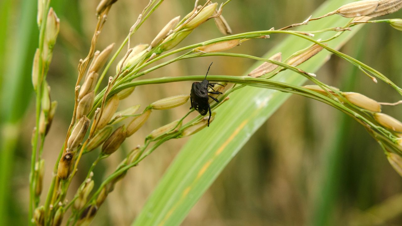 Paddy Leaf Folder Warning Crop Can Be Destroyed In 15 Days