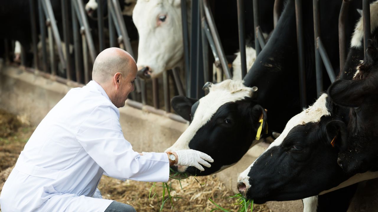 Desi Remedy To Protect Cows And Buffaloes From Ticks And Lice Save Medicine Cost