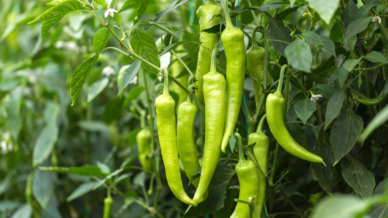Bihar Green Chilli Farming Subsidy Rs 24000 How To Apply