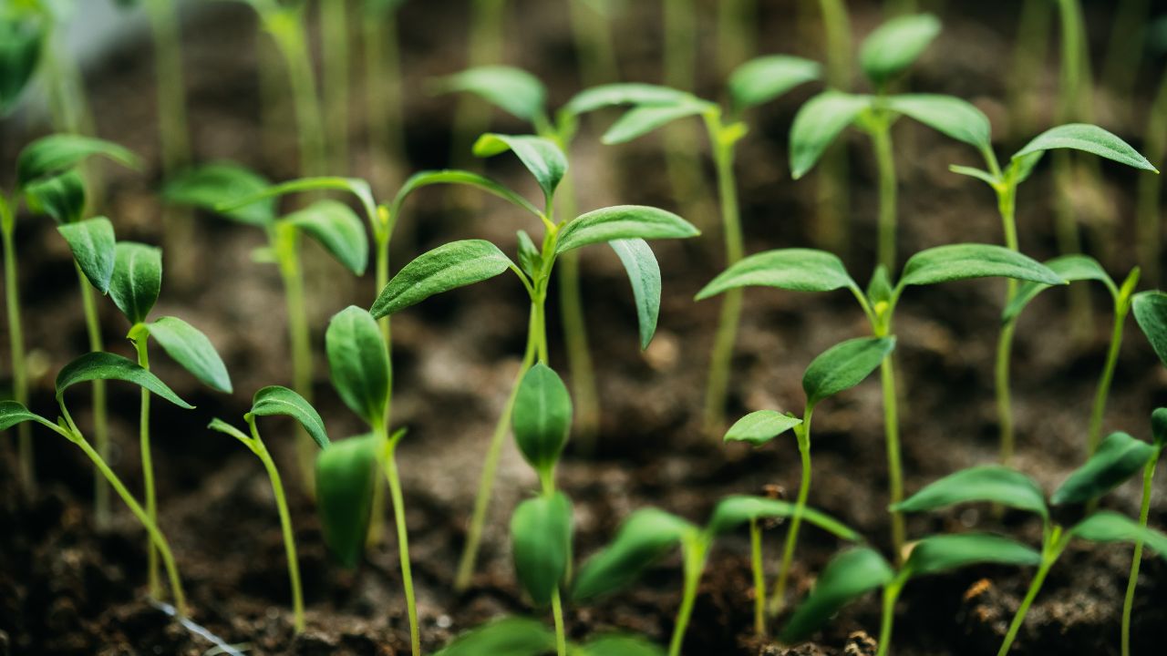 Arhar Farming New Method Row Direction Increases Yield Reduces Loss