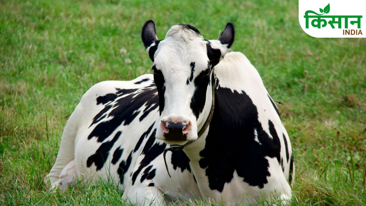 Monsoon Cow Care 5 Mistakes That Can Reduce Milk Production