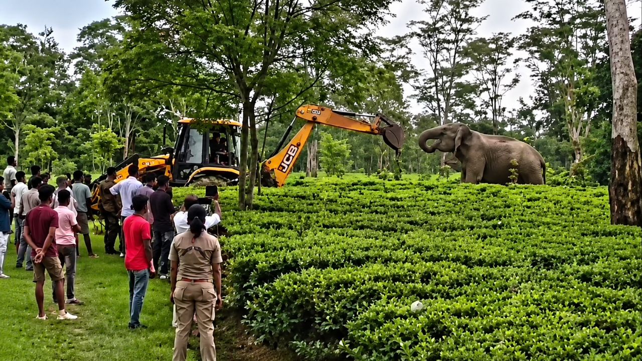 Elephant Jcb Viral Video Tree Cutting Protest Uttarakhand Assam Wildlife Conservation