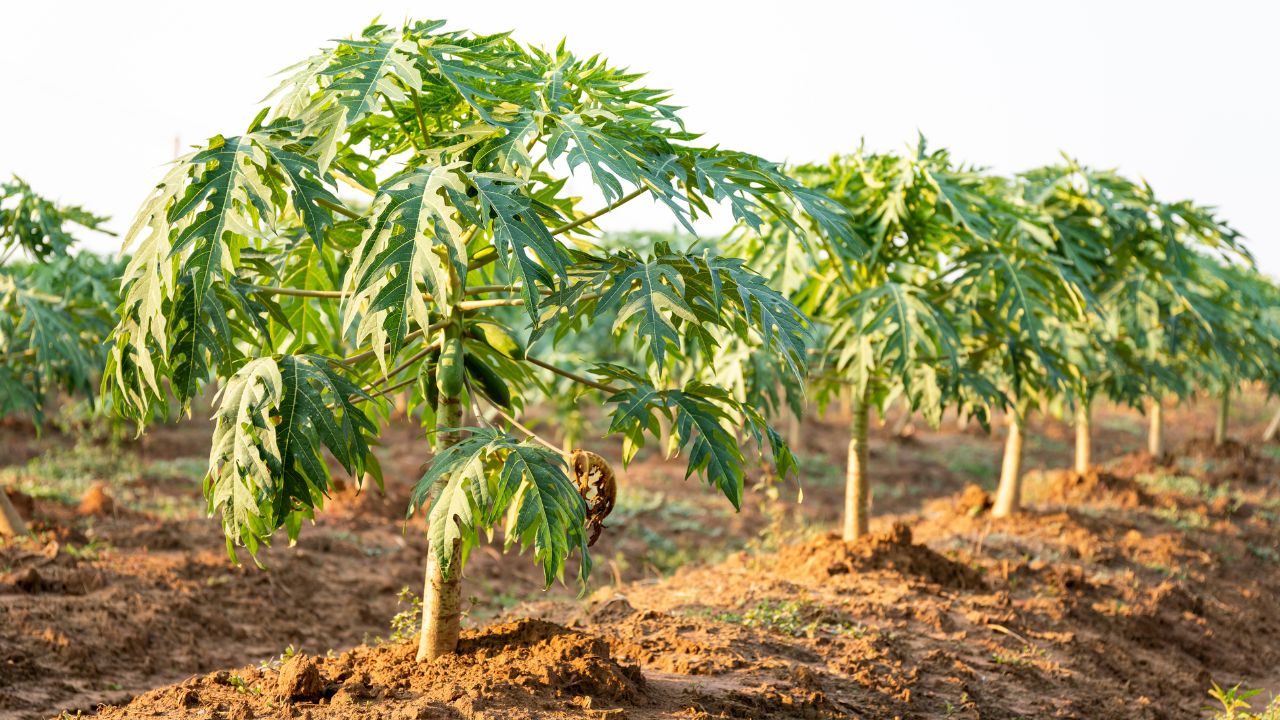 Papaya Farming July Plantation Bihar Agriculture Department Tips For Farmers