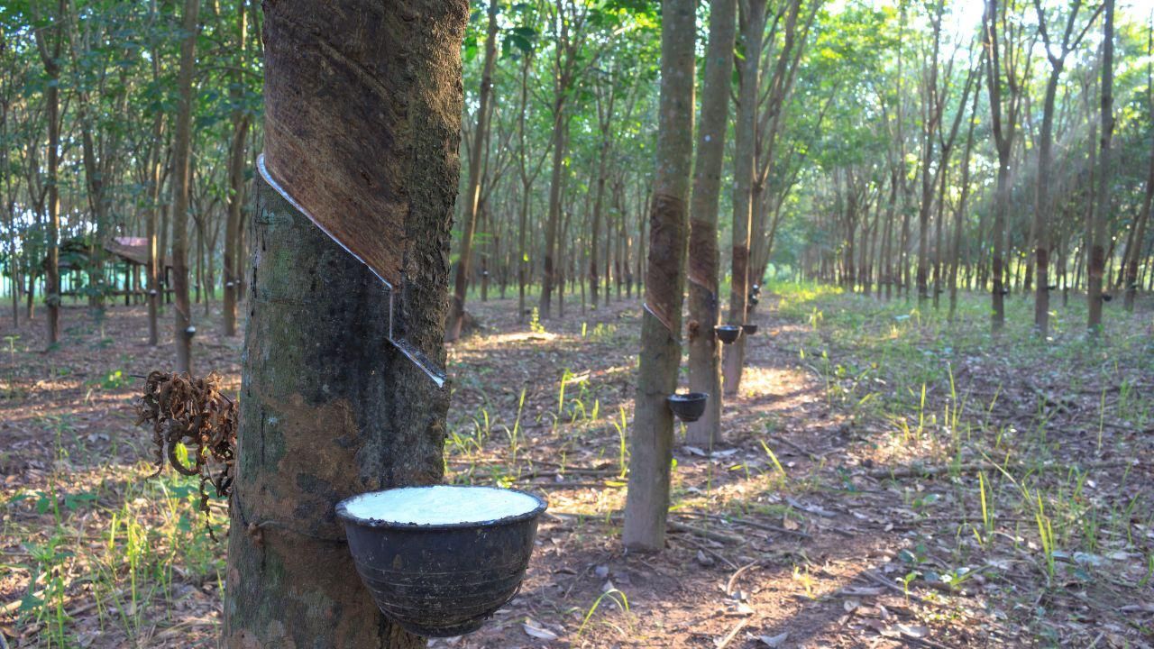 Natural Rubber Plantation In Northeast India Nears 2 Lakh Hectare Target Under Project Inroad