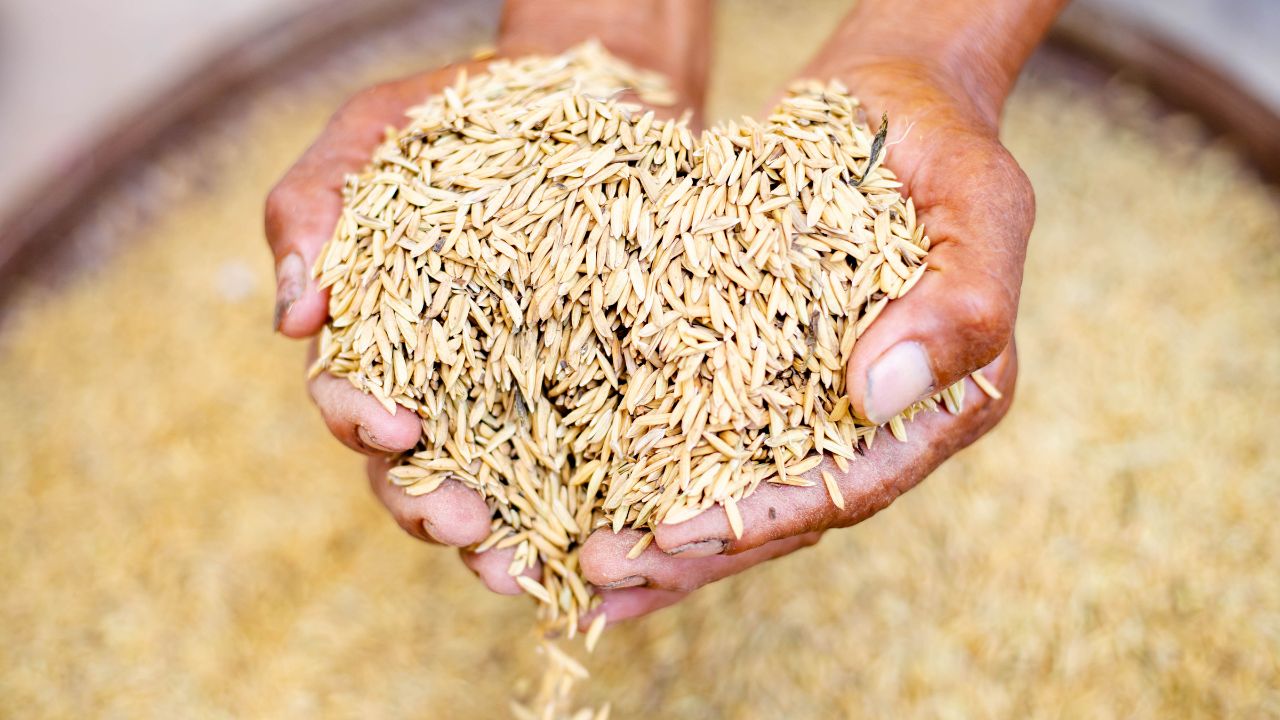 Icar Agriculture Roadmap 2047 Wheat Paddy Maize Production Target Crop Diversification