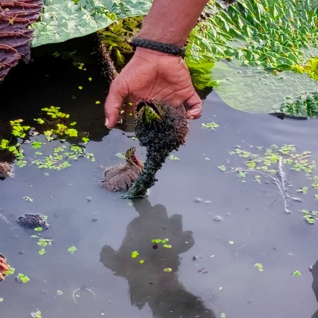 Saran Makhana cultivation, Bihar Makhana production, Makhana farming, Jalalpur block, increasing farmers' income