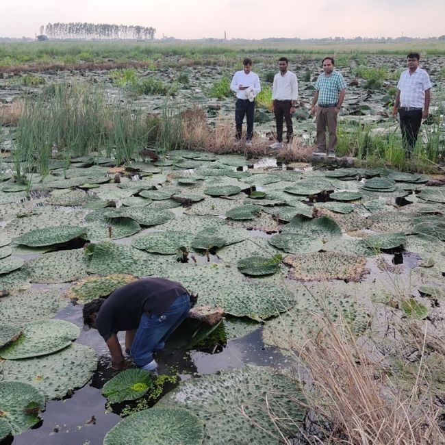 Saran Makhana cultivation, Bihar Makhana production, Makhana farming, Jalalpur block, increasing farmers' income, crop diversification, Bihar Agriculture Department