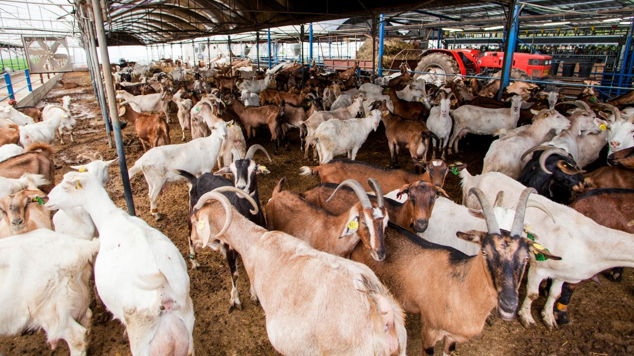 Uttarakhand Goat Valley Scheme 30000 Loan And Free Goats For Farmers