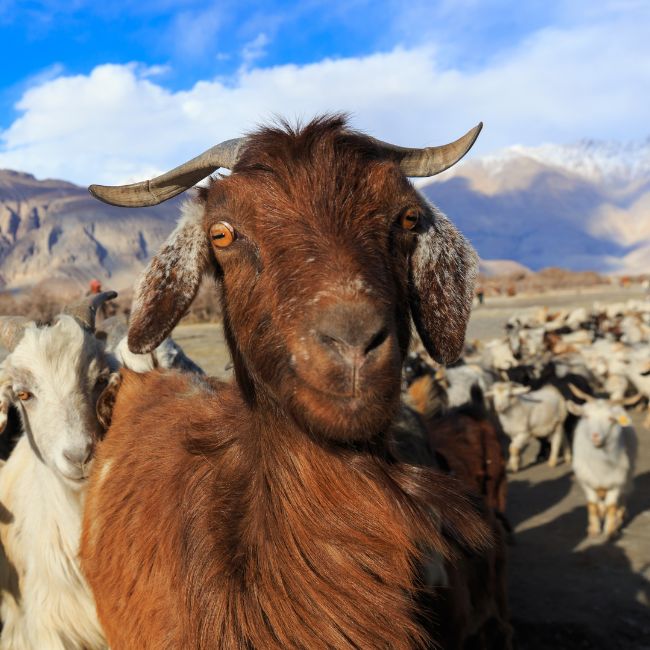 Goat Valley Scheme, Uttarakhand Goat Rearing, Goat Rearing Scheme, Animal Husbandry Scheme, Uttarakhand Government Scheme