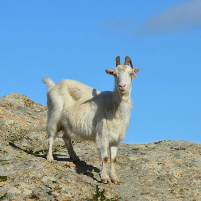 Uttarakhand Goat Rearing, Goat Rearing Scheme, Animal Husbandry Scheme, Uttarakhand Government Scheme
