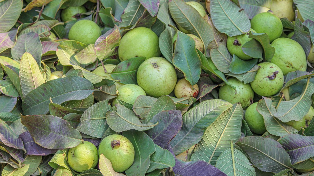 Scientific Way To Protect Guava Crop In Monsoon From Pests Increase Farmer Profit