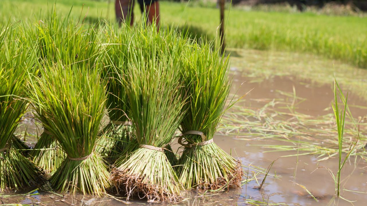 Waterlogging Threat To Paddy Crop Easy Home Remedies To Control Blast Disease