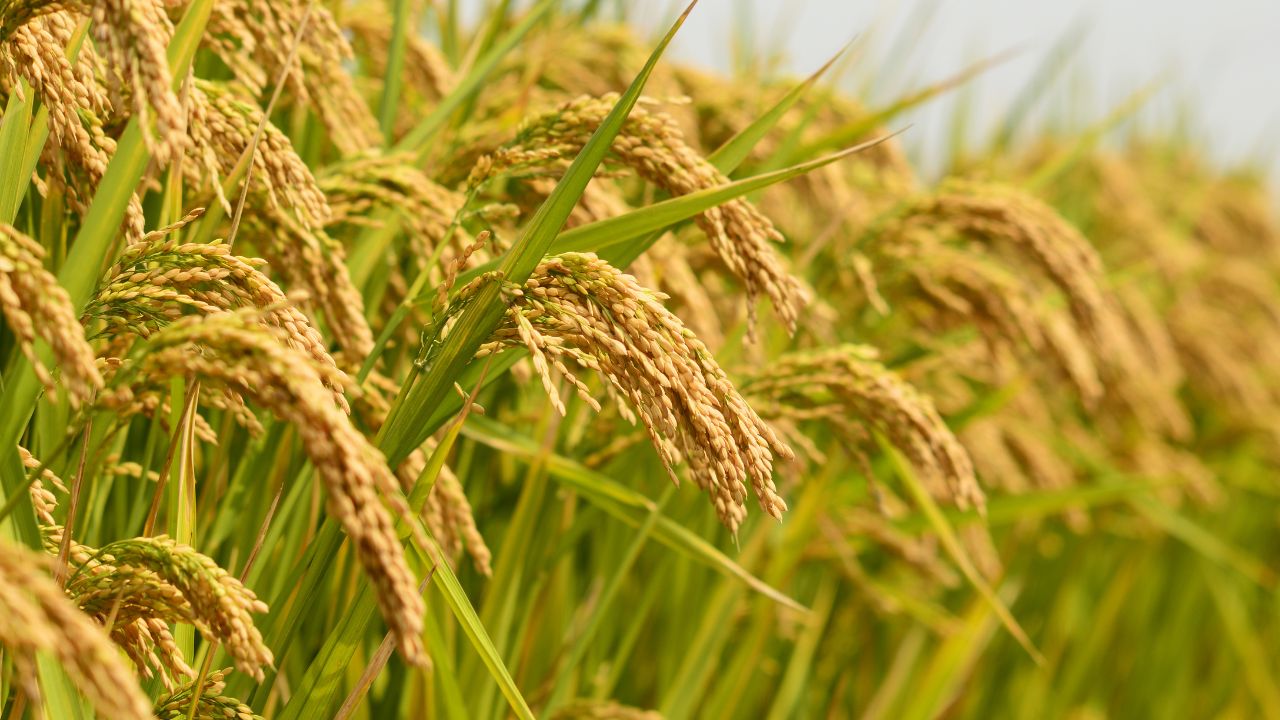 Bihar Pheromone Sticky Trap 75 Percent Subsidy Farmers Pest Control Scheme