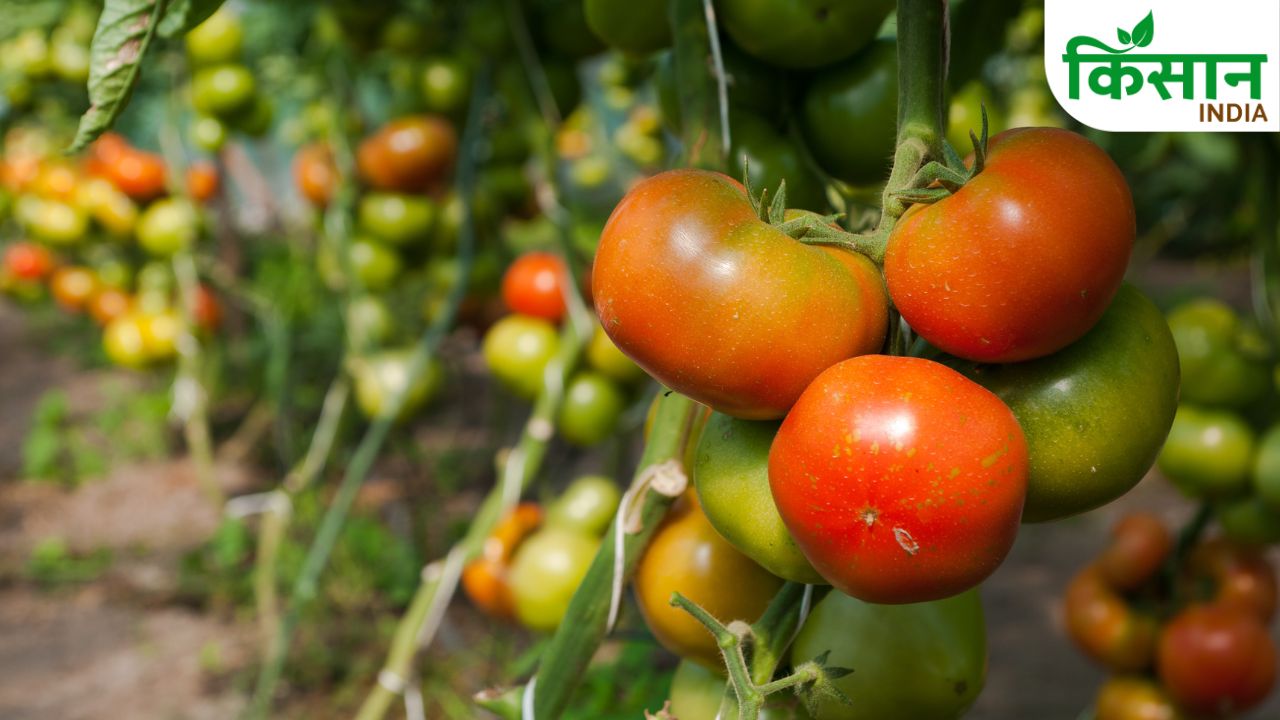 5 Best Tomato Varieties For Farmers High Yield And Profit