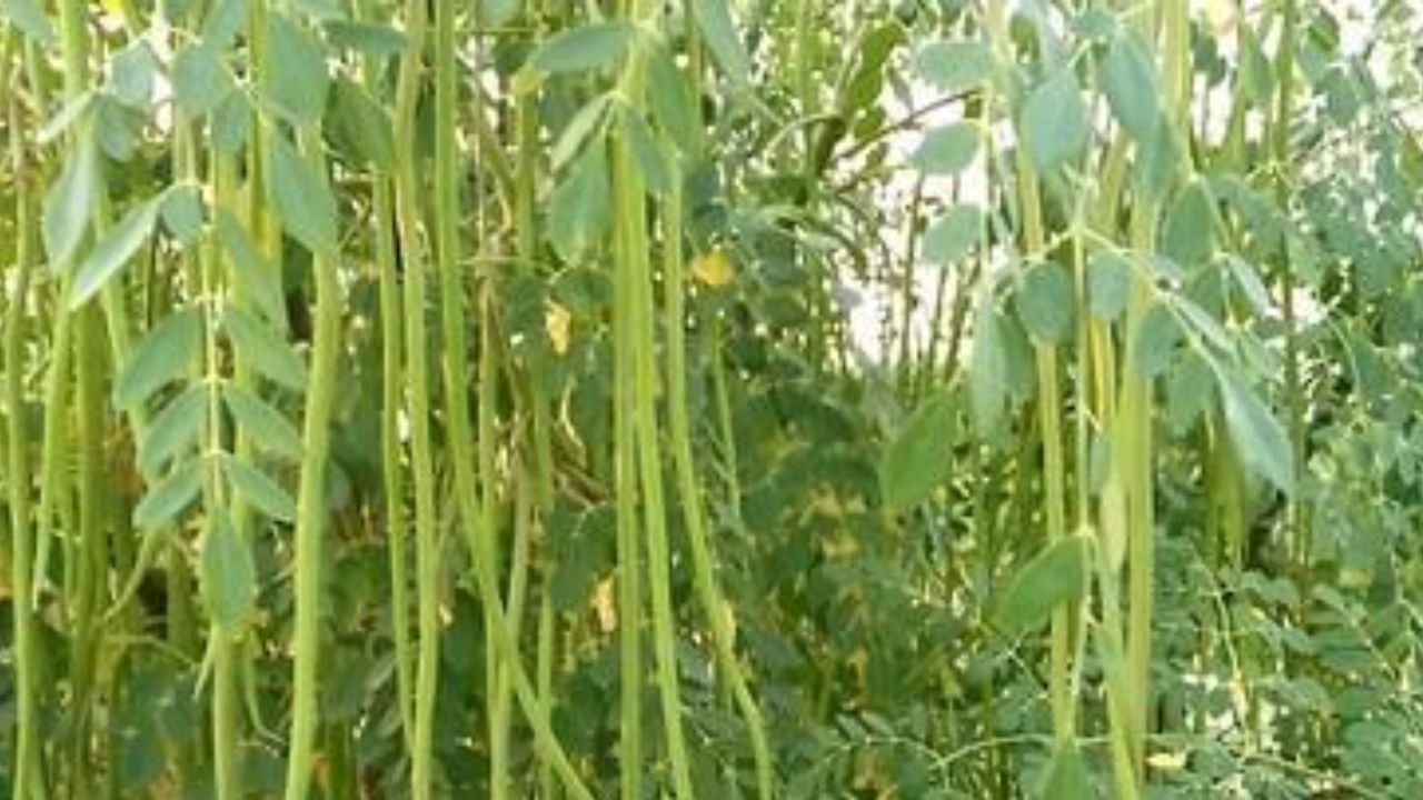 Monsoon Moringa Farming Income Starts In 6 To 8 Months Earn Up To 2 Lakh Annually