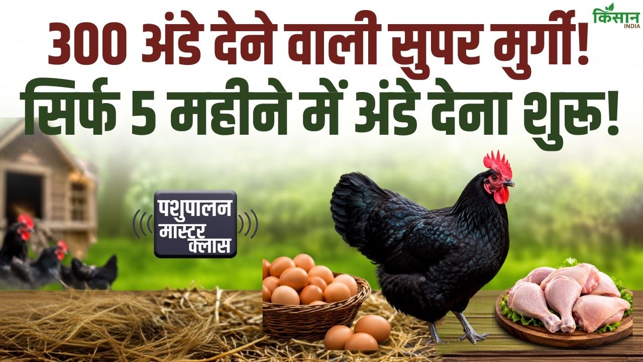 Super Hen Lays 300 Eggs Know Special Features Of The Black Australorp Before Starting Poultry Farm
