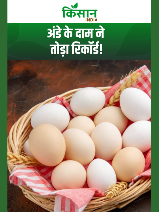अंडे के दाम ने तोड़ा रिकॉर्ड, 6.80 रुपये पहुंचा भाव