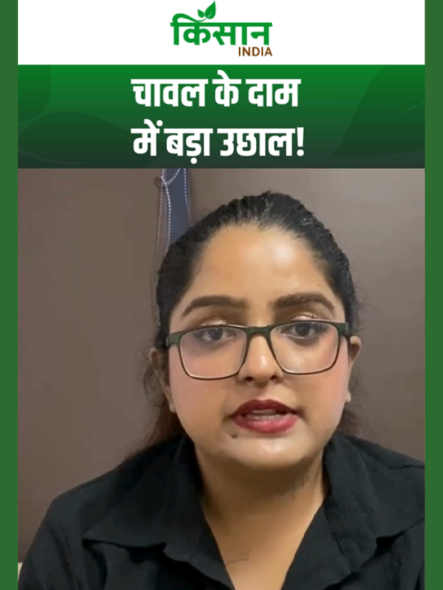 चावल के दाम में बड़ा उछाल, कमजोर मॉनसून से भारत का राइस एक्सपोर्ट 10 महीने के हाई पर