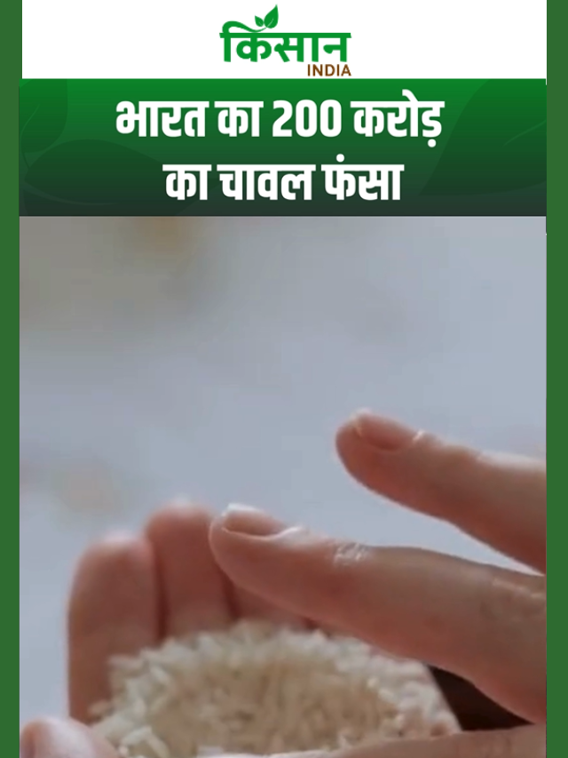 ऑस्ट्रेलिया में फंसा 200 करोड़ का बासमती चावल, क्या बर्बाद होंगे किसान?