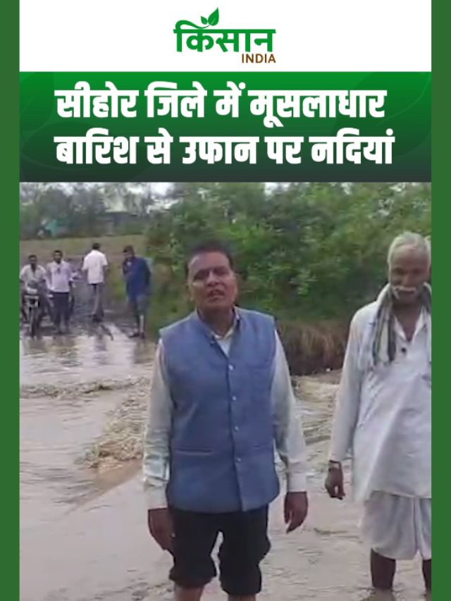 मध्यप्रदेश में जमकर हो रही बारिश, उफान पर नदियां, किसानों में खुशी की लहर!