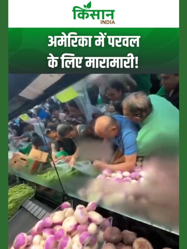 अमेरिका में खुली “इंडियन सब्ज़ी मंडी”! परवल पर टूट पड़ी भीड़!
