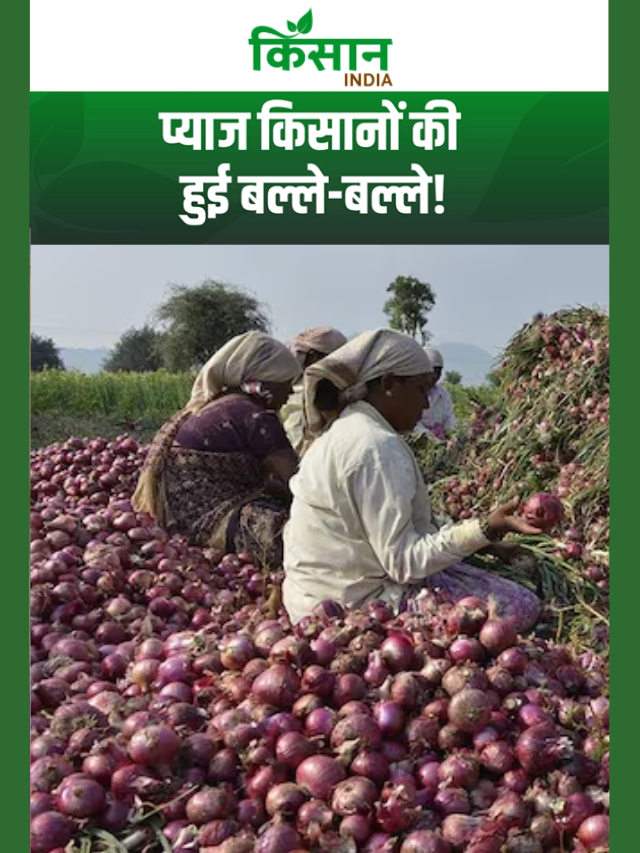प्याज किसानों की बल्ले-बल्ले, सरकार ने MAPP बढ़ाकर 2,335 किया