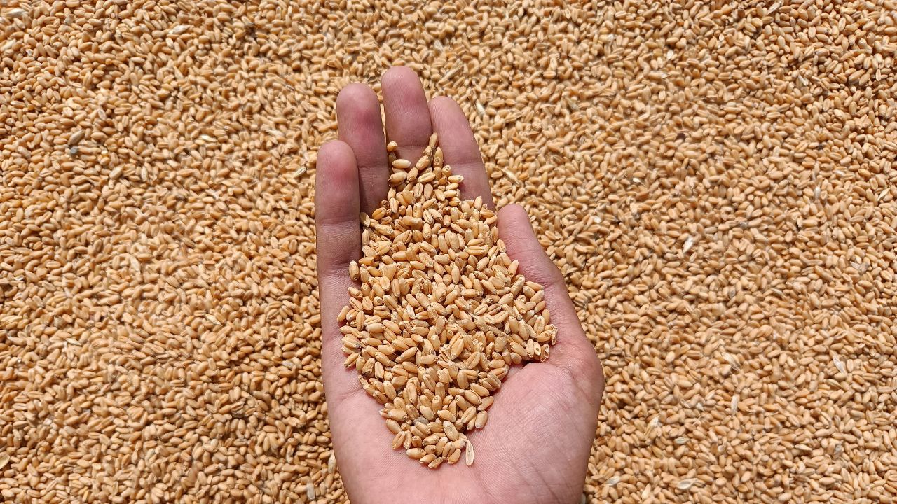 Kunjpura Wheat Warehouse Poor Quality Wheat Food Civil Supplies And Consumer Affairs Department Got It Re Inspected