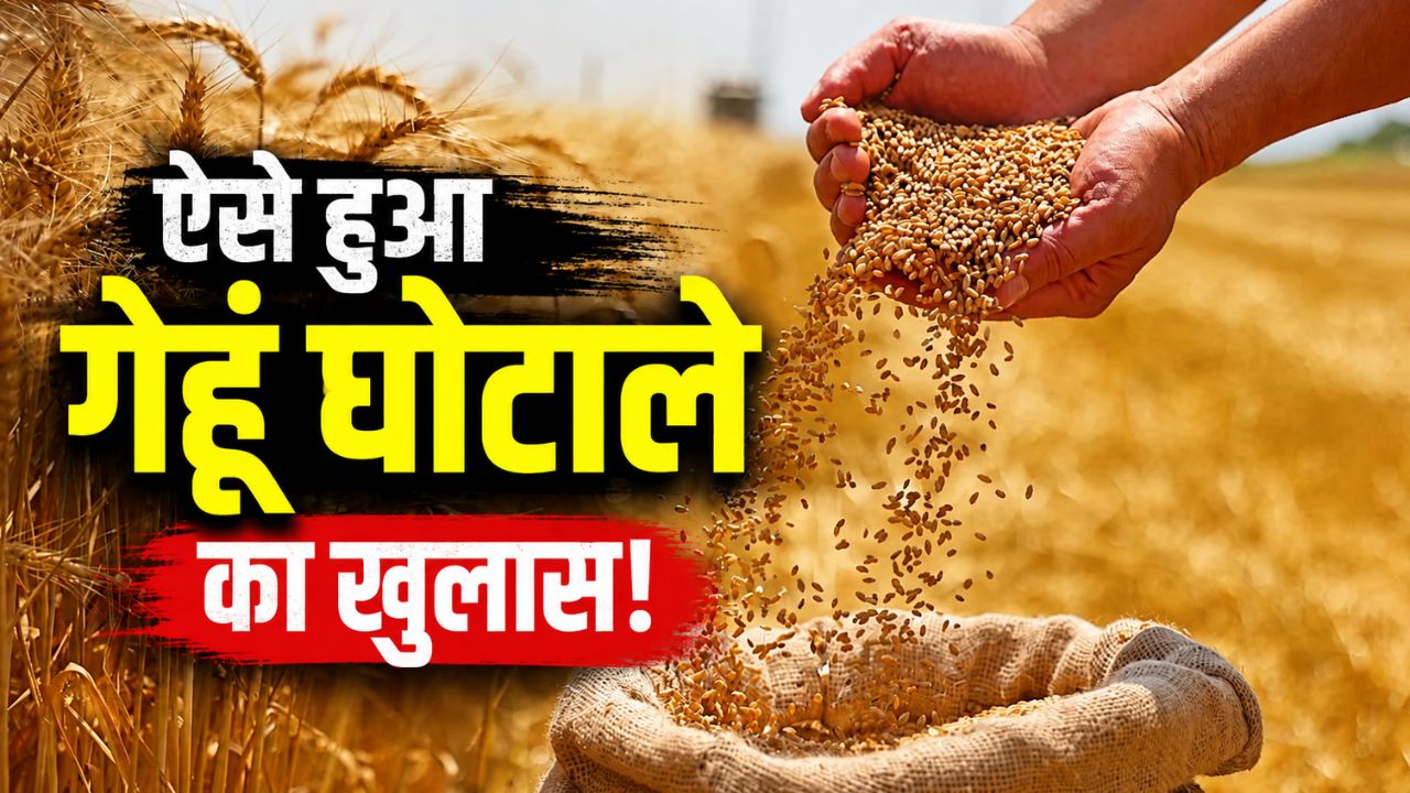 Wheat Scam Haryana Nearly 9500 Sacks Grain Missing From Warehouse Fir To Be Filed