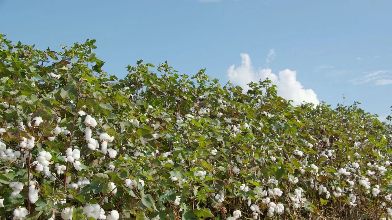 Whitefly Infestation On Cotton Crop Punjab Agricultural University Issues Advisory