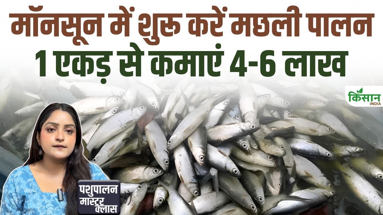 Start Fish Farming During Rainy Season Proper Pond Preparation Lead Bumper Earnings Government Offering Subsidies
