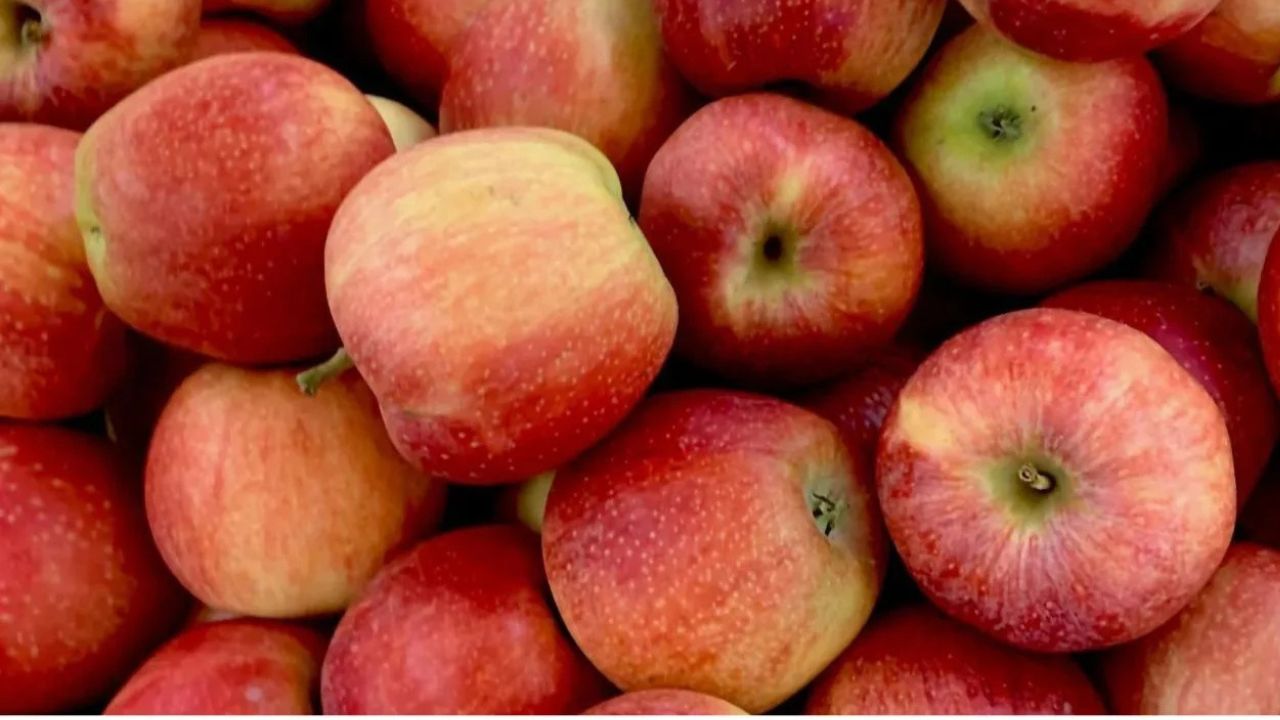 Himachal Government Big Decision No Limit On Purchase Grade C Apples Price Remain At Rs 12 Per Kg