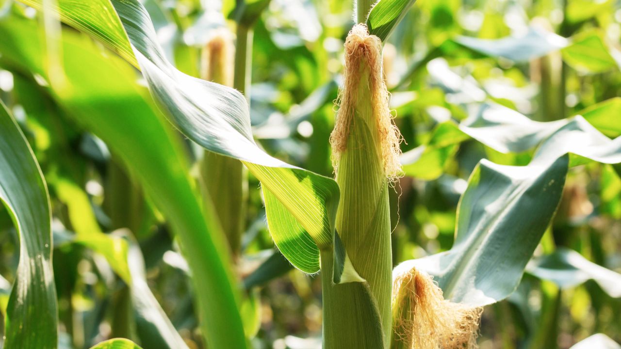 Punjab Agricultural University Has Advised Farmers To Adopt Baby Corn Cultivation