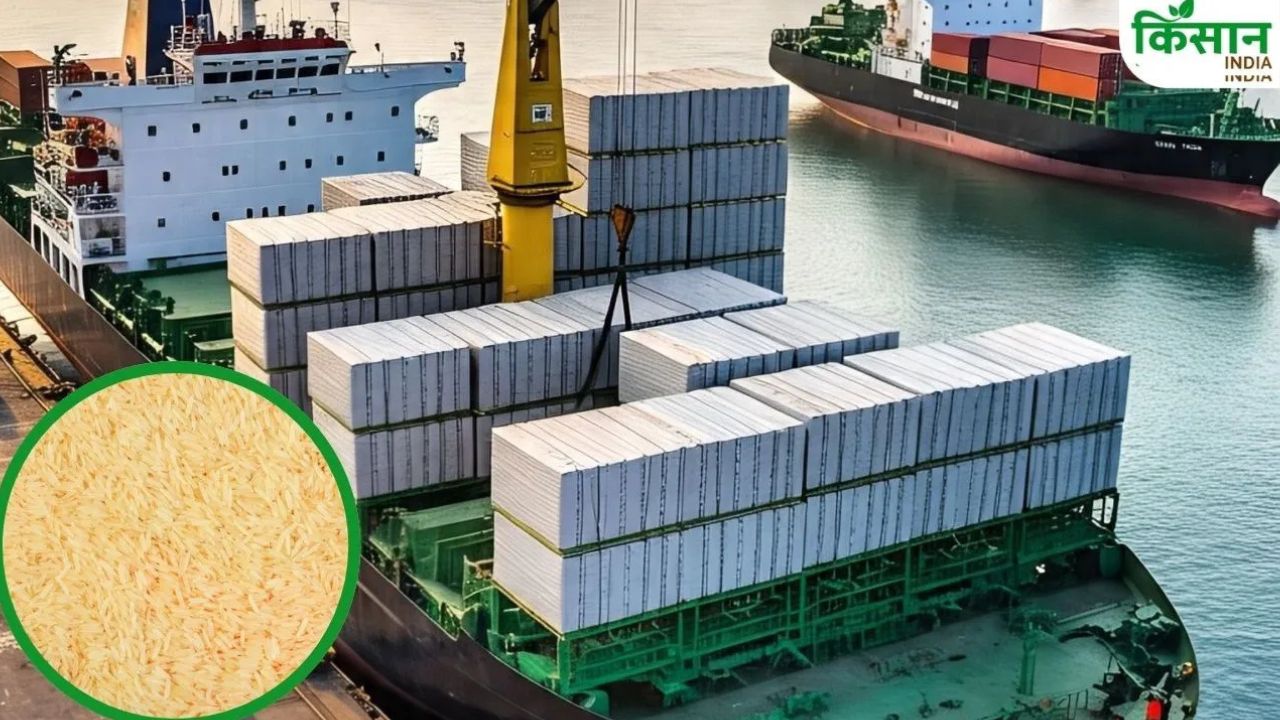 Australia Biosecurity Agency Basmati Exports Premium Basmati Worth 200 Crore Rupees Stuck At Ports