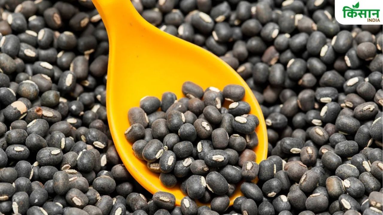 Urad Sowing Increased By 8 Percent Increasing Area 5 Lakh Hectares In A Week Kharif Season