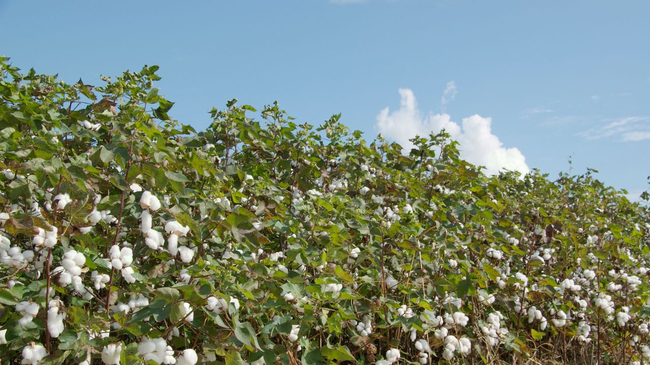 Cotton Farming Central Government Launched Mission For Cotton Productivity